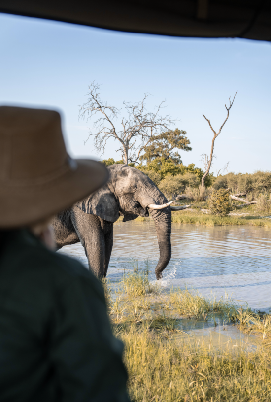 Elephant | Book Now | Luxury Safaris In Africa | Ameliya Safaris